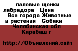 палевые щенки лабрадора › Цена ­ 30 000 - Все города Животные и растения » Собаки   . Челябинская обл.,Карабаш г.